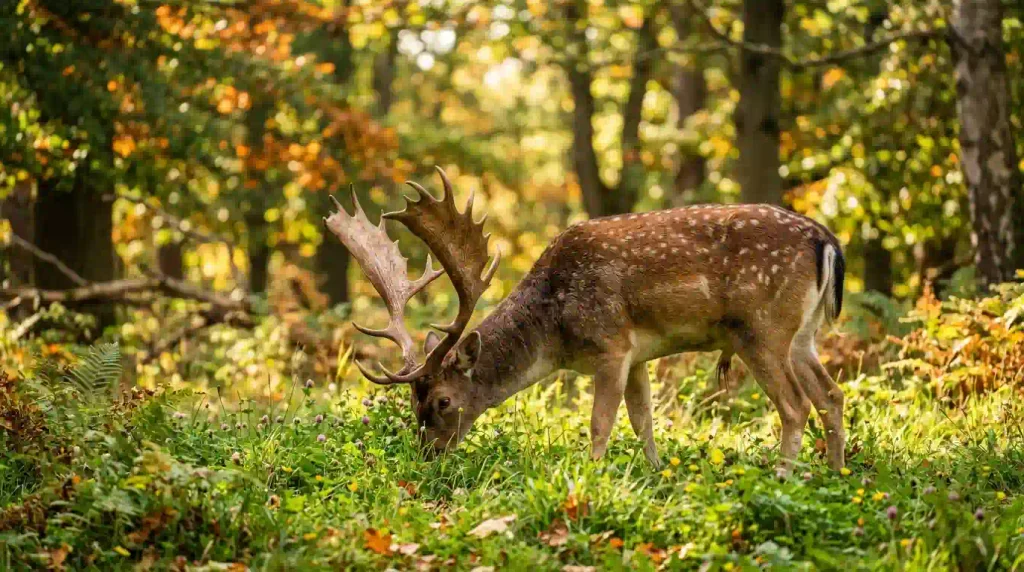 Animals-Like-Deer-With-Horns
