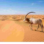 animals-with-horns