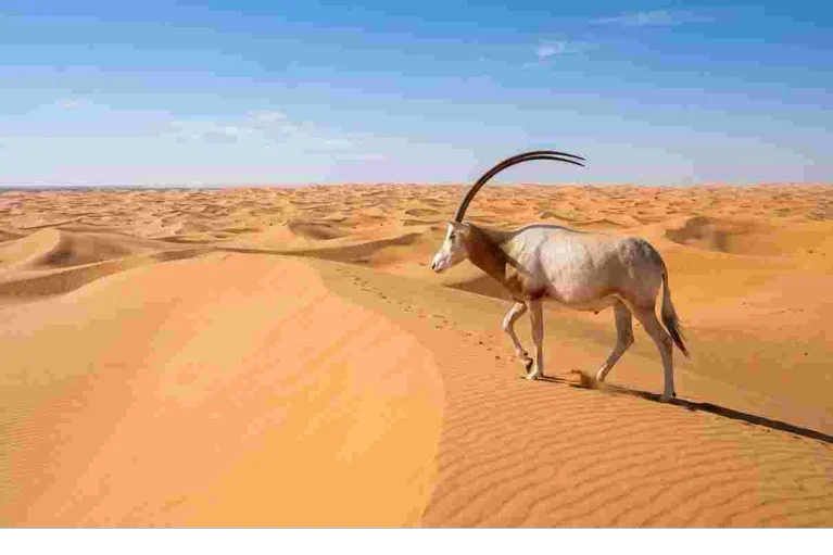 animals-with-horns